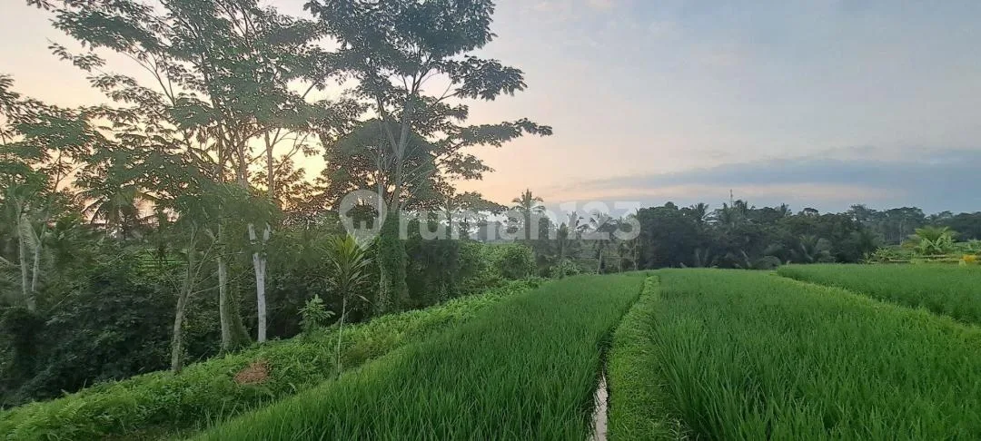 Beautiful Ricefield Frontage And View. 3 Mounts View. For Sale - Image 1 of 4