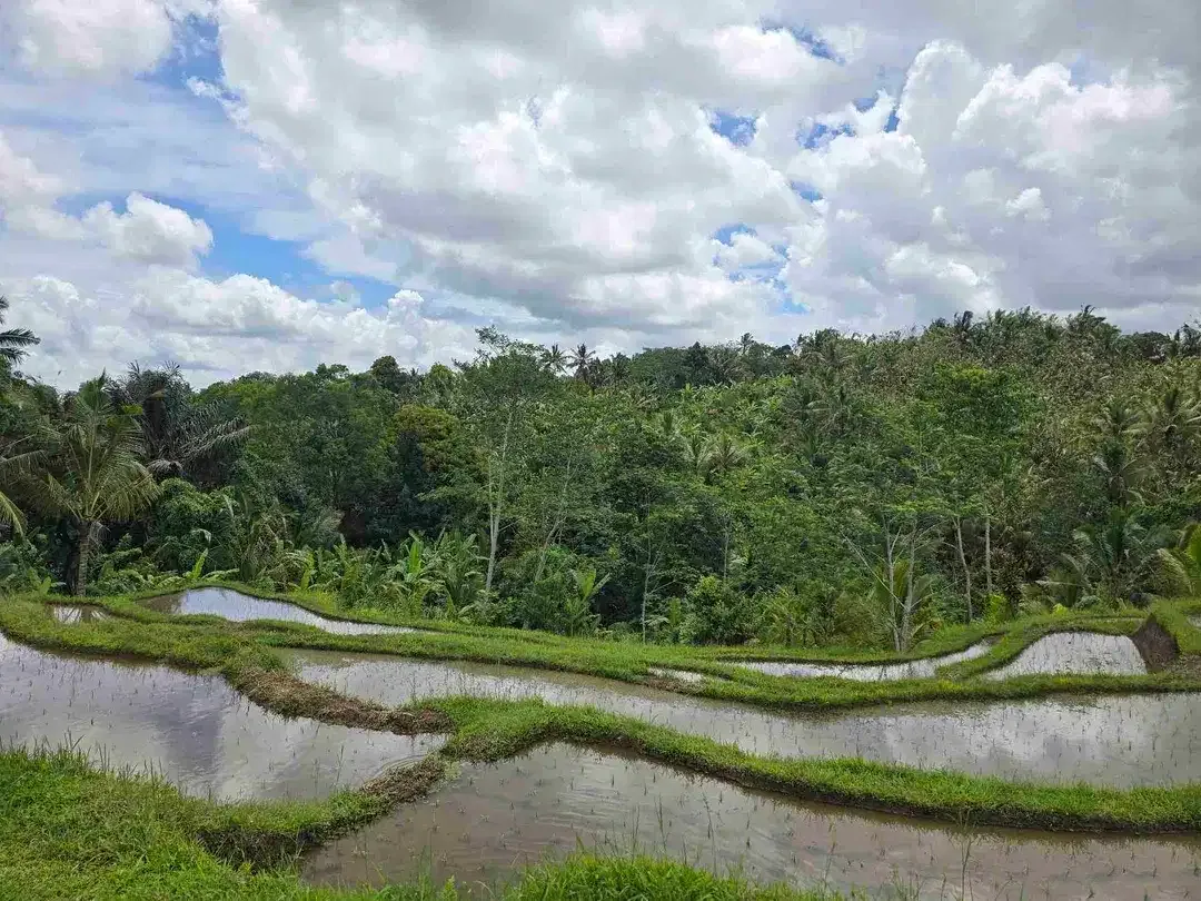 dijual tanah kebun dan sawah view cantik di penebel tabanan bali - Image 9 of 10