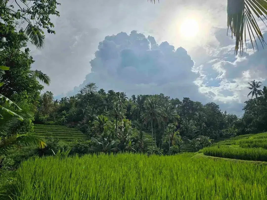 Dijual tanah murah los sungai view sawah terasering dan gunung di bali - Image 4 of 10