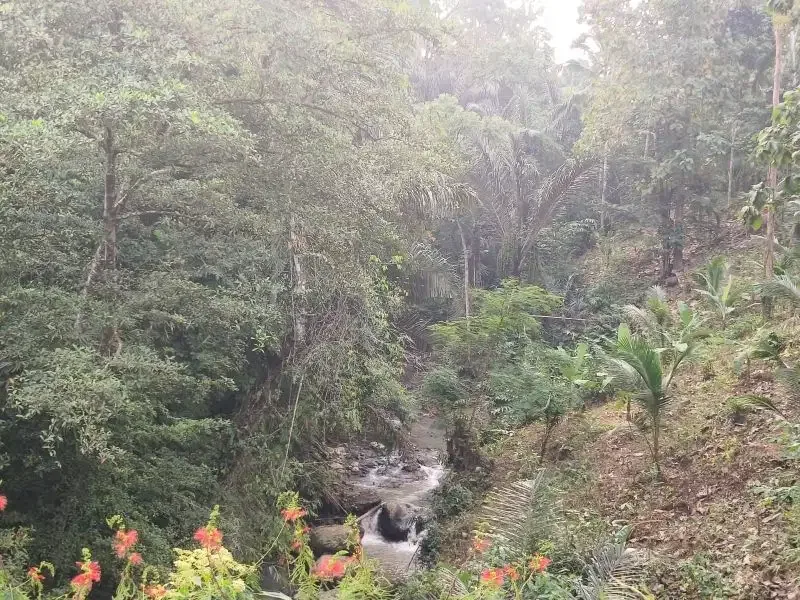 dijual tanah kebun durian dan manggis dengan air terjun di bali - Image 6 of 10