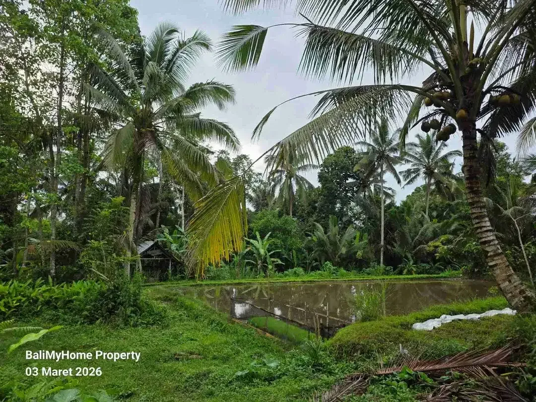 tanah dijual murah di payangan Ubud Gianyar - Image 3 of 6