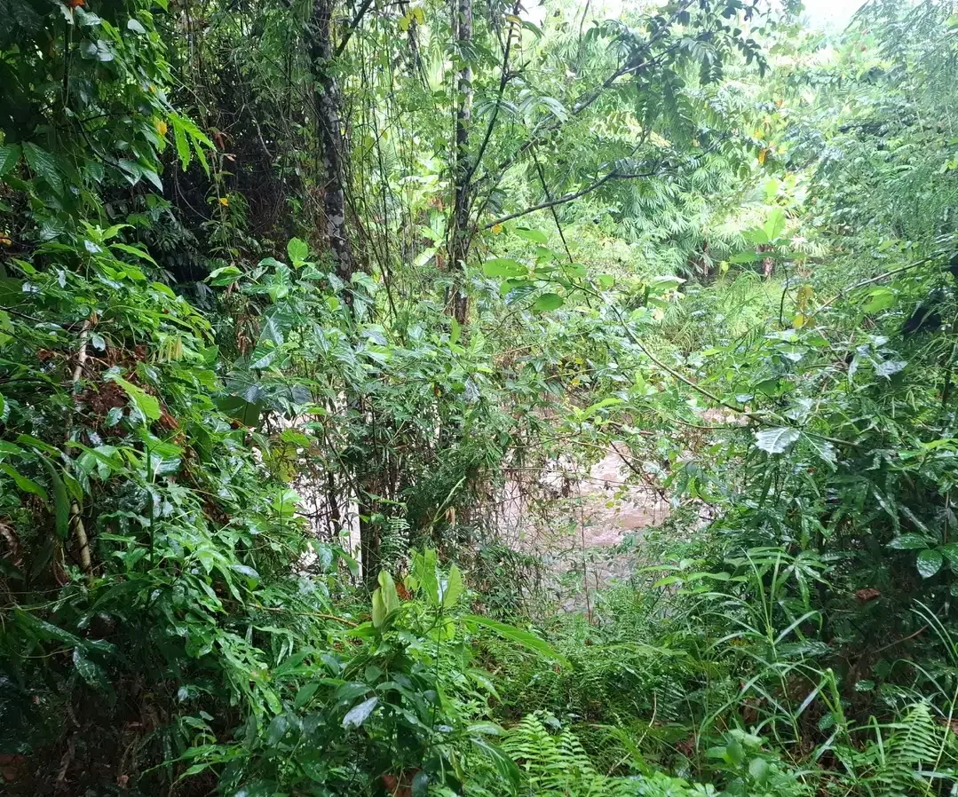Dijual tanah dekat pantai surfing di medewi jembrana - Image 4 of 9
