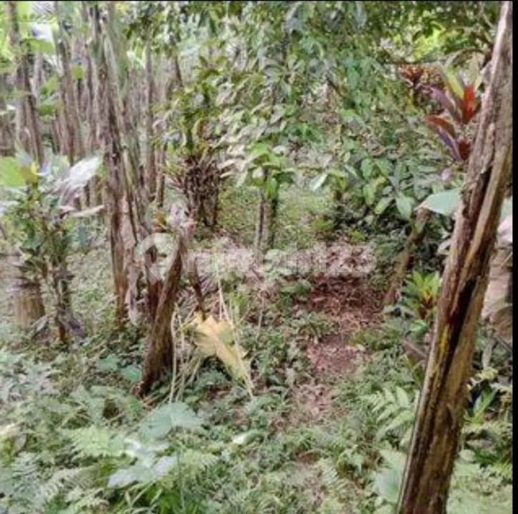 Dijual Lahan Ubud - Image 2 of 4