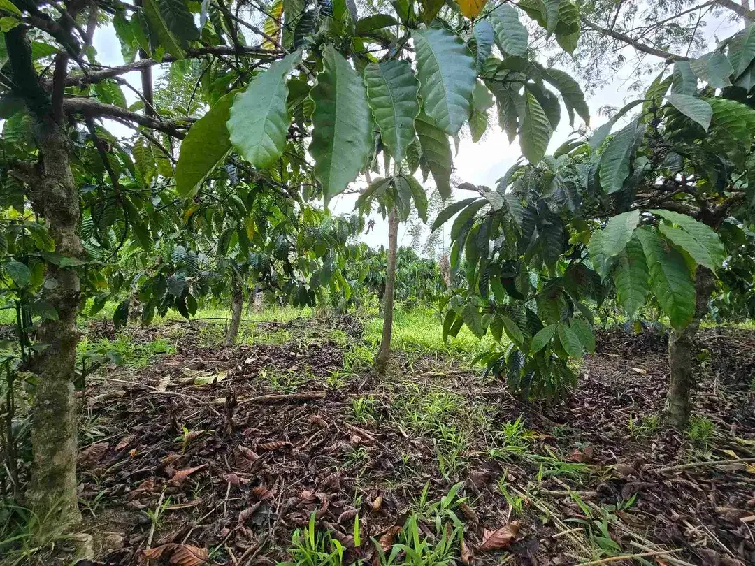 Dijual murah kebun kopi siap panen di pupuan tabanan bali - Image 3 of 10