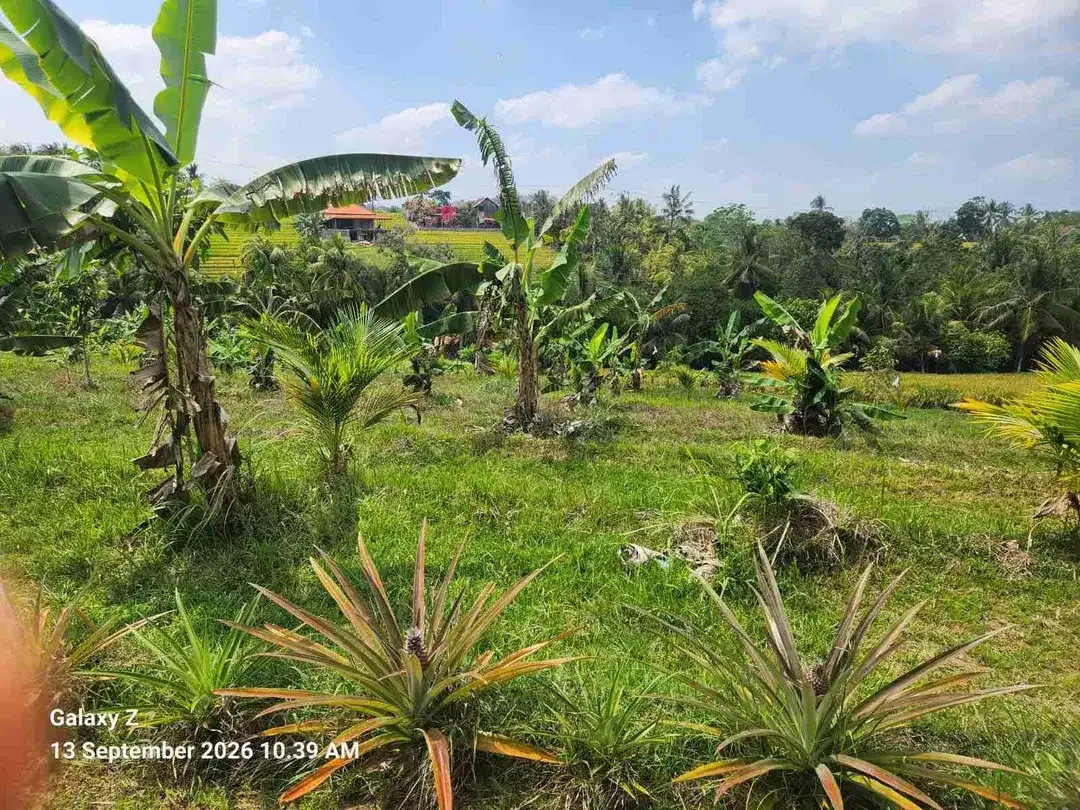 Dijual Tanah Sawah kering Yg sudah ditanami Buah Buahan Dan Sudah ada beberapa Villa di seberang nya Sangat Cocok untuk investasi di Selemadeg Barat Tabanan Bali - Image 4 of 6