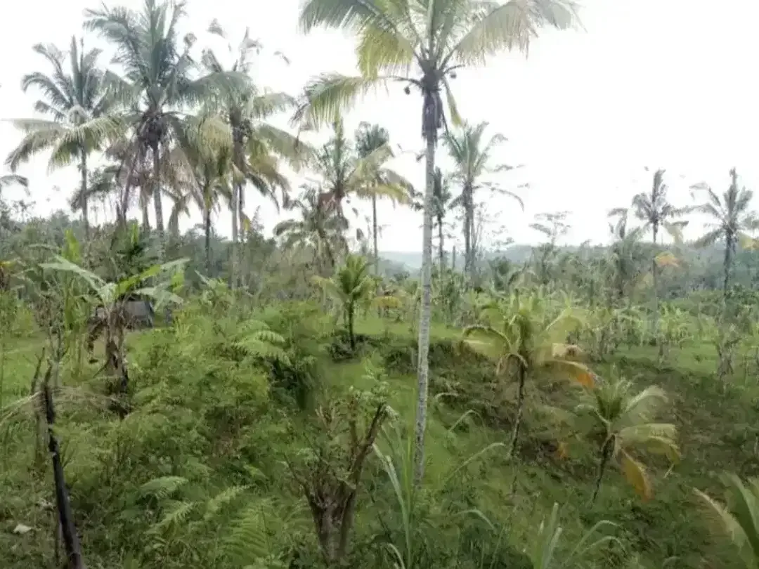 TANAH KOSONG DI BUAHAN KAJA PAYANGAN GIANYAR BALI - Image 9 of 10