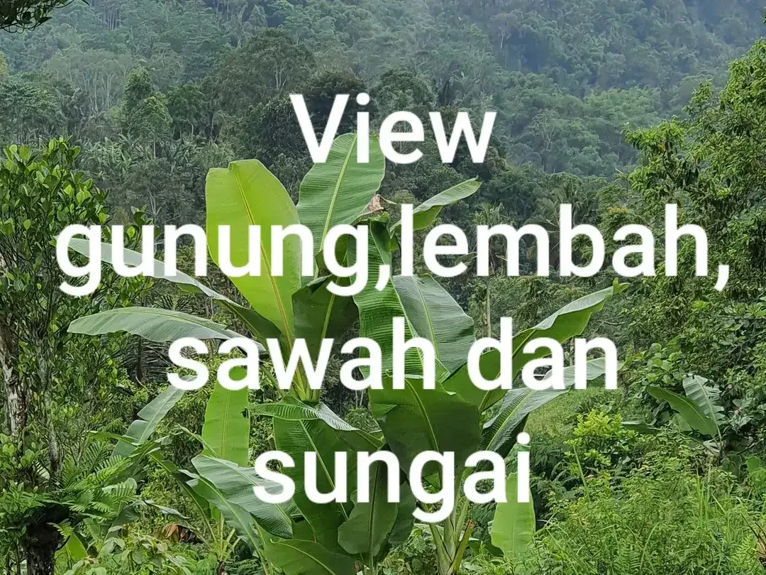 Jual TANAH 2.4 hektar di Payangan Ubud Gianyar Bali - Image 7 of 10