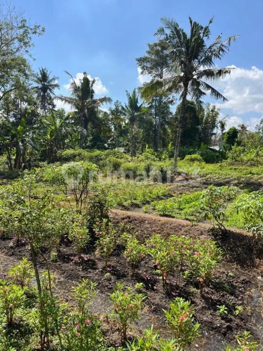 Jual Tanah 5 Menit Dari Bali Glamping Beach - Image 2 of 4