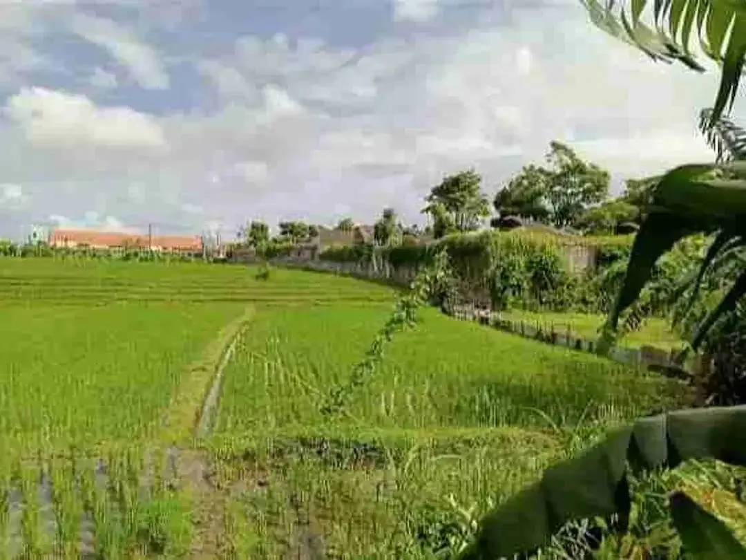 Tanah TERMURAH Di Umalas Kerobokan - Image 5 of 5