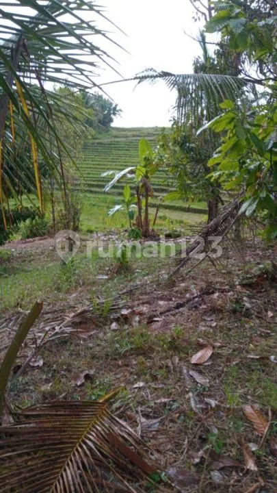 Dijual Tanah Kebun Produktif 70 Are - View Sawah di Lumbung Selemadeg Barat Tabanan - SHM - Image 2 of 4