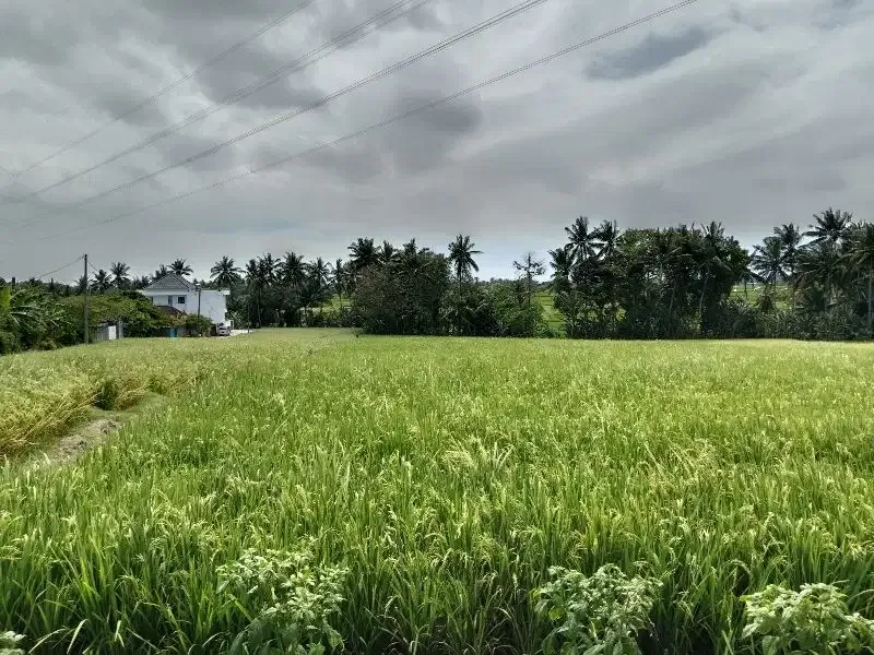 Tanah Lokasi Kaba-Kabar View Sawah Lingkungan Nyaman - Image 7 of 10