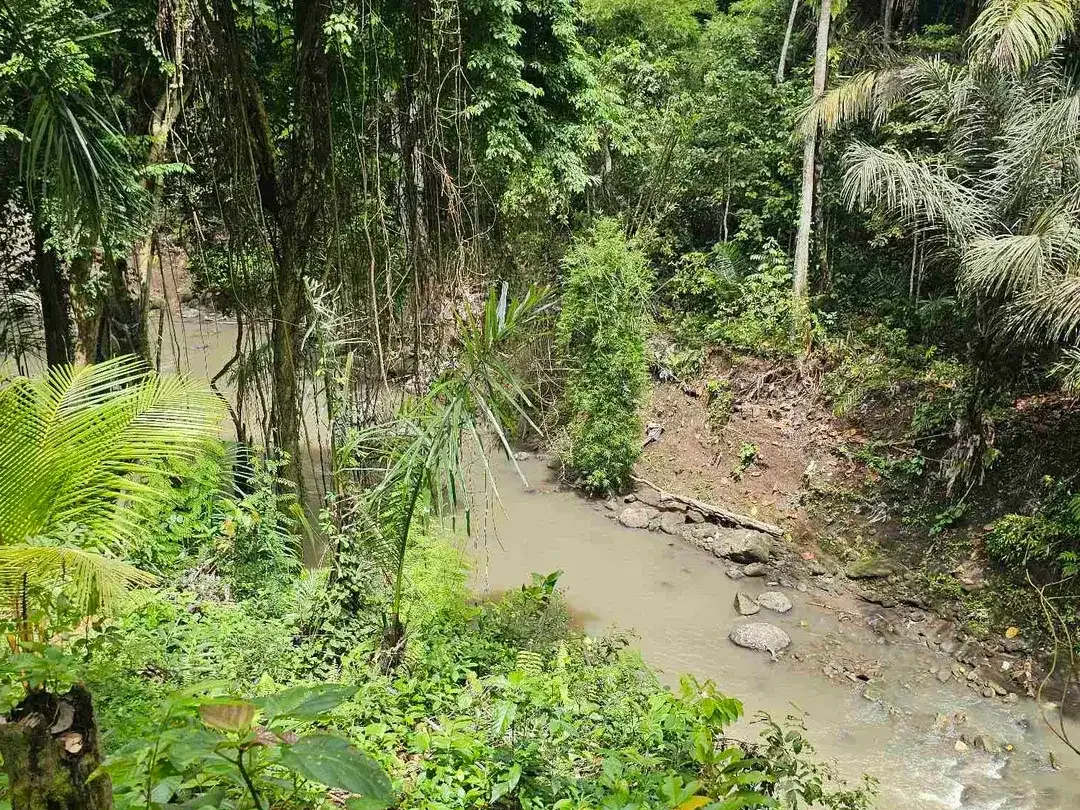land in river side and jungle near canggu - Image 6 of 10