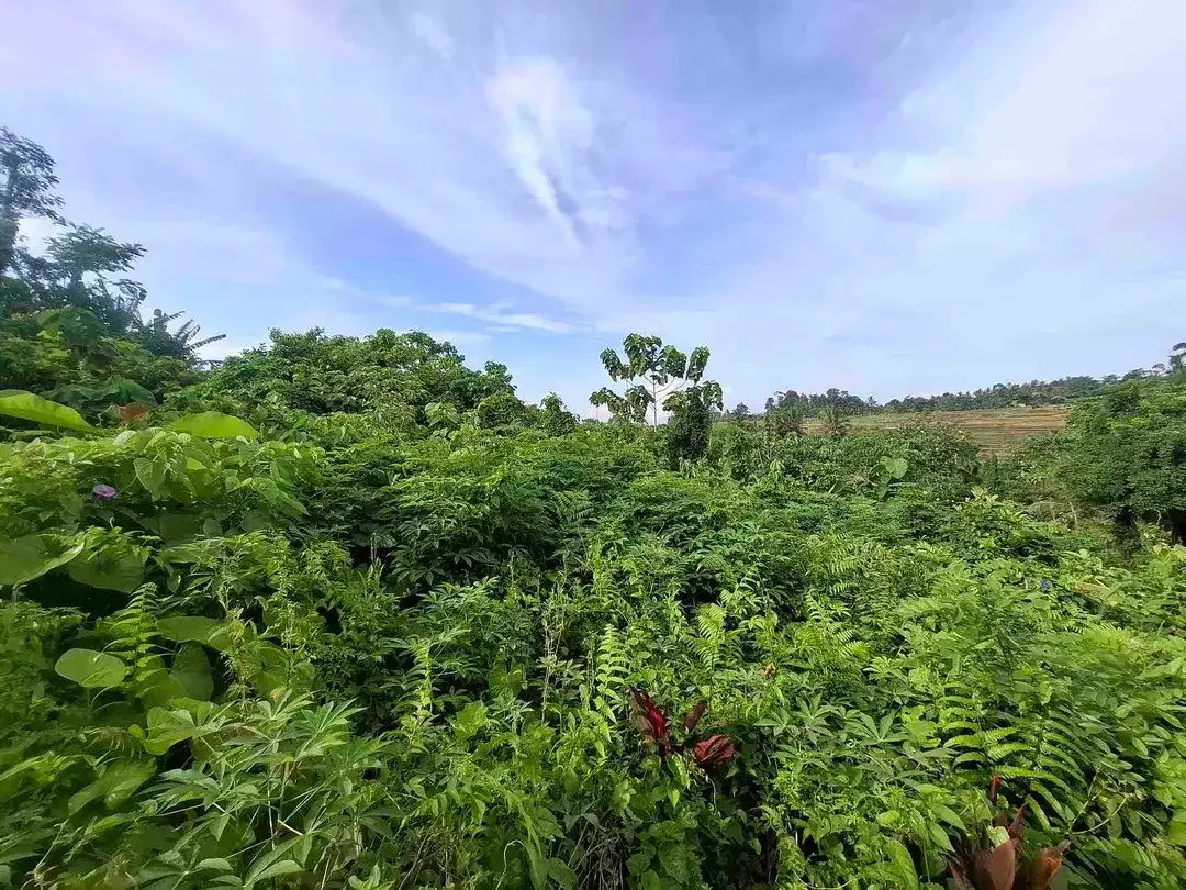 tanah kebun view gunung, view sawah dan los sungai kecil - Image 5 of 8