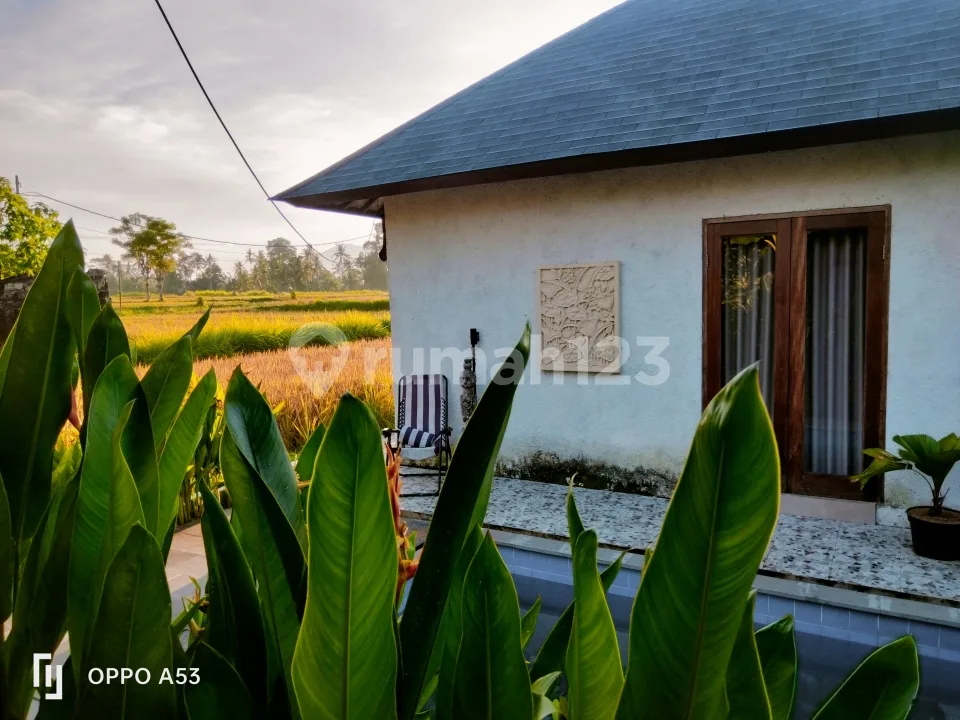 For Rent Villa 2 Bedroom 10 Menit Ke Central Ubud Mongkey Forest Ditengah Sawah 2 Kamar Tidur Ditengah Tengah Sawah Gga Ada Tetangga Rice Field View Sayan Ubud 10 Menit Dari Sentral Ubud Mongkey - Image 1 of 4