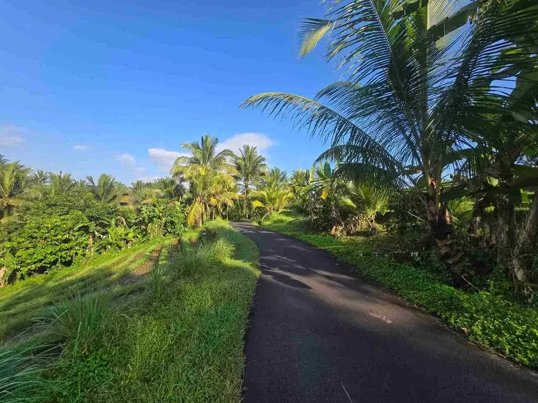 Dijual tanah kecil  sawah dan kebun di lingkungan villa tabanan bali - Image 7 of 10