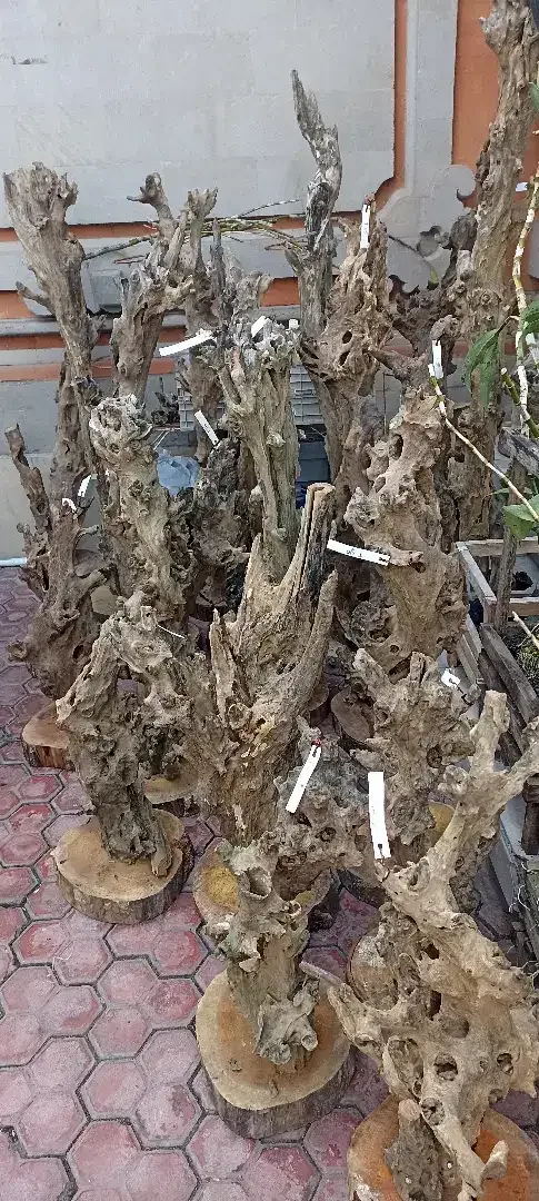 Kayu Fosil estetik menawan - Image 2 of 4