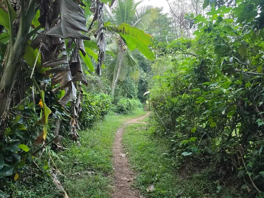 Dijual tanah kebun view sawah di bali yello zona - Image 6 of 10