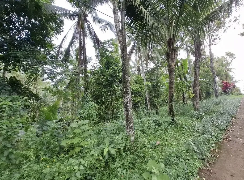 Dijual tanah kebun murah berisi pohon durian di tabanan - Image 8 of 10