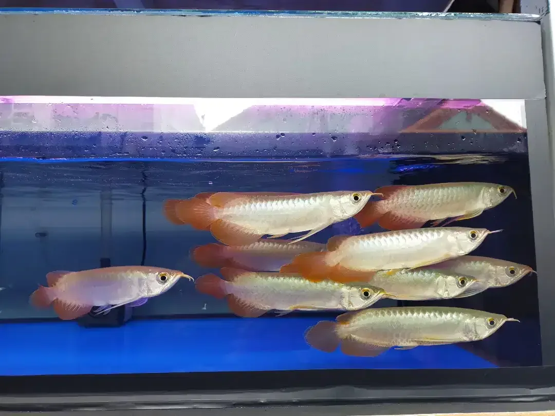 Arwana / Arowana Super Red Kalimantan 18-20CM - Image 4 of 5