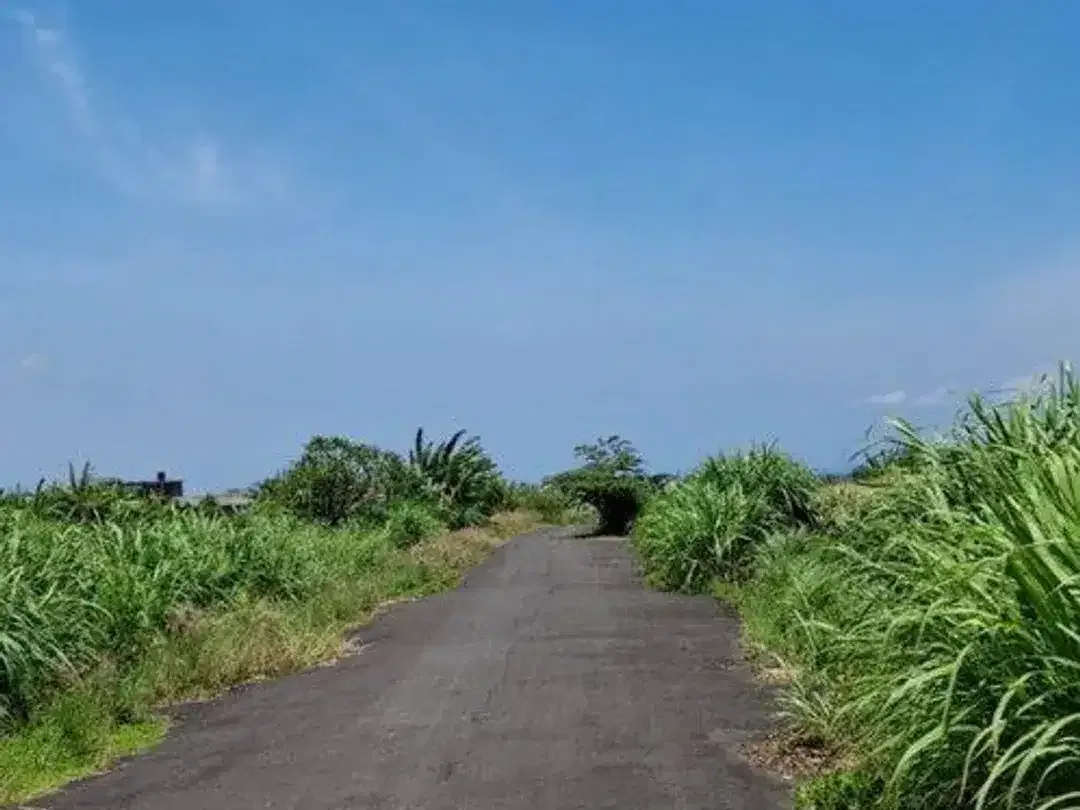 Tanah Pertanian 19,7 Are View Sawah Dijual, di Area Padang Galak Sanur - Image 2 of 4