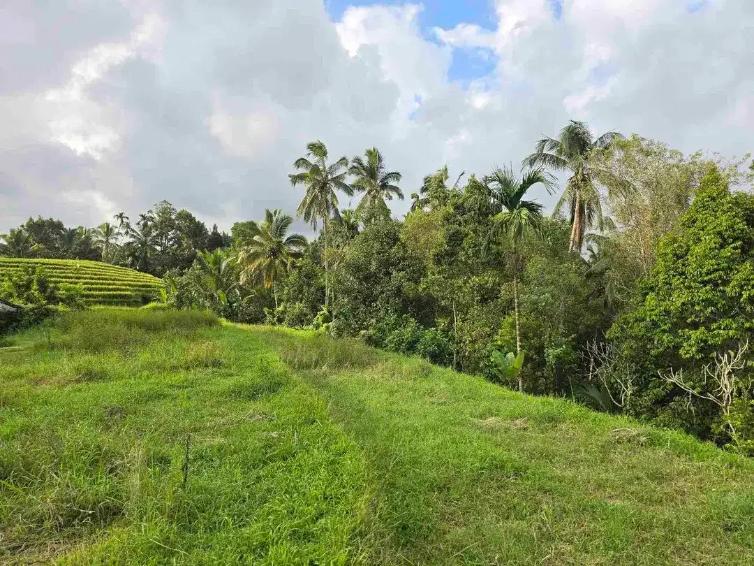Dijual tanah kebun dan sawah view sawah dan lembah di tabanan bali - Image 4 of 10