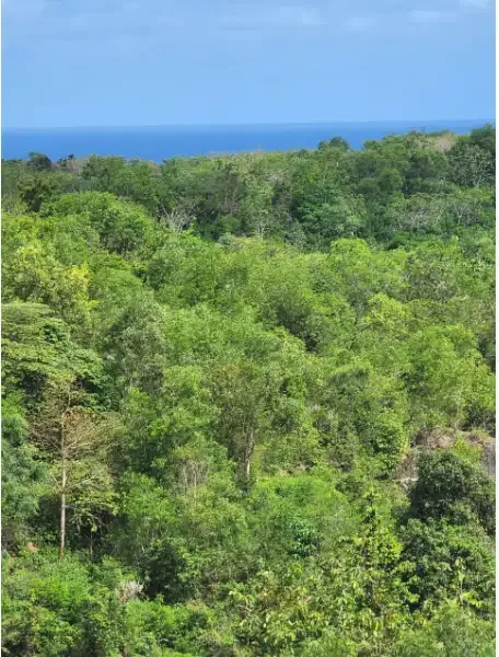 Tanah Murah 1 Hektar Dekat Pantai Ungasan - Image 4 of 10