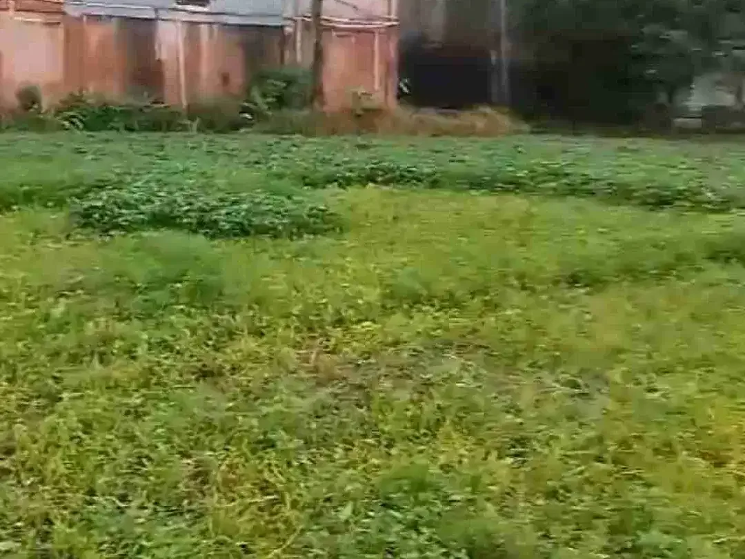 DIJUAL TANAH LUAS DI UMALAS BUMBAK KEROBOKAN KUTA BADUNG - Image 2 of 4