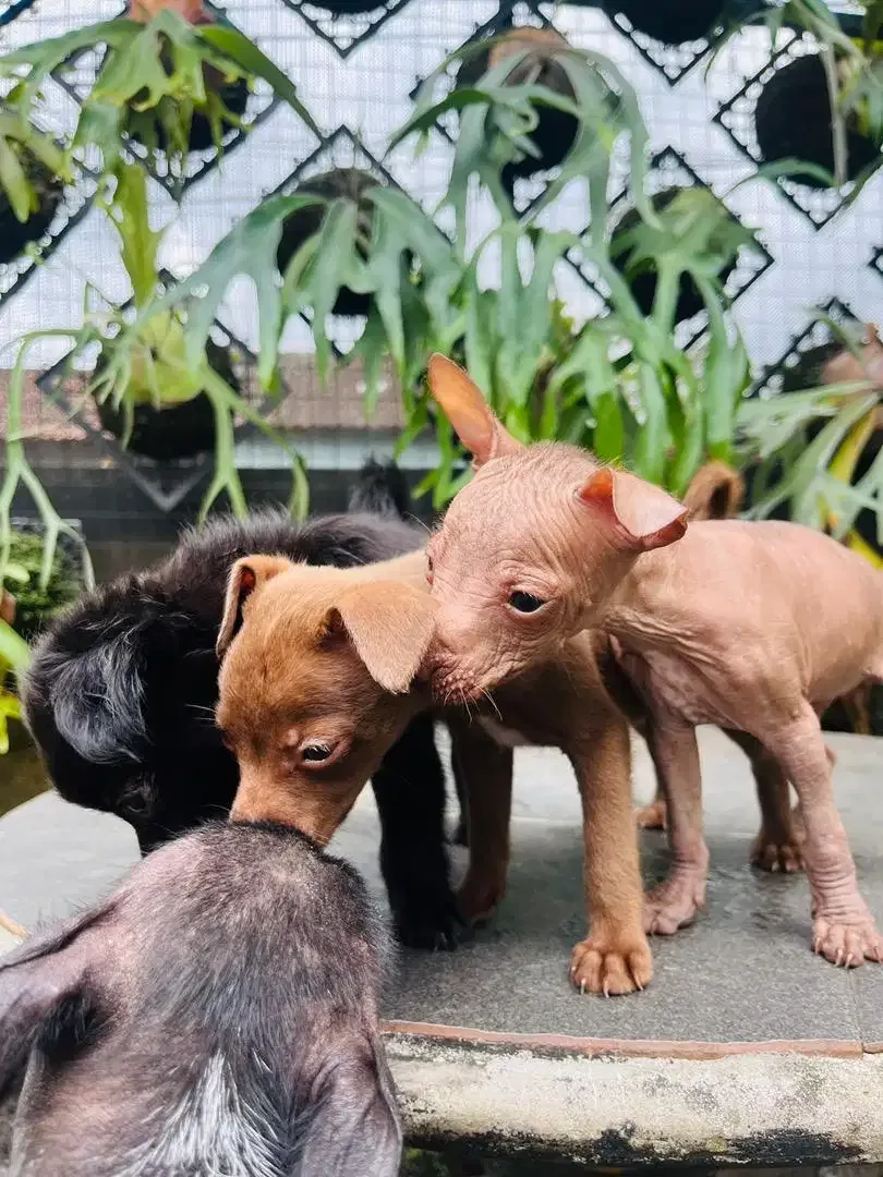 Xoloitzcuintle / Mexican Xolo - Image 8 of 8
