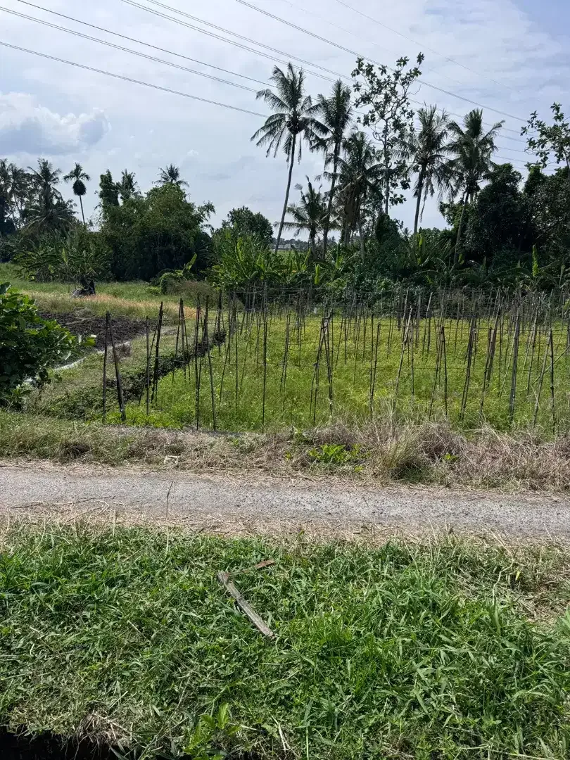 BUC 40 mnit ke Canggu - Image 4 of 4