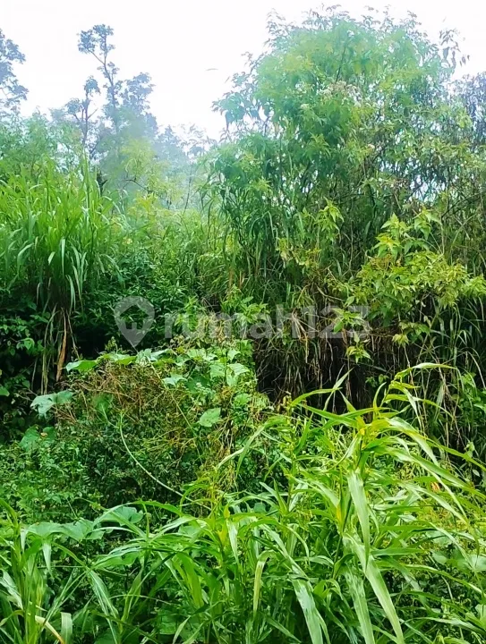 5 Ha Pinggir Jalan Aspal Untuk Investasi Lemukih Buleleng Bali - Image 4 of 4