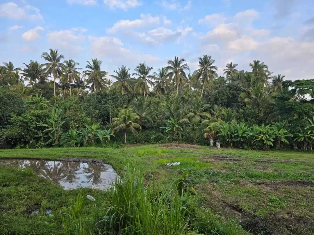 Dijual tanah kebun view sawah di bali yello zona - Image 5 of 10