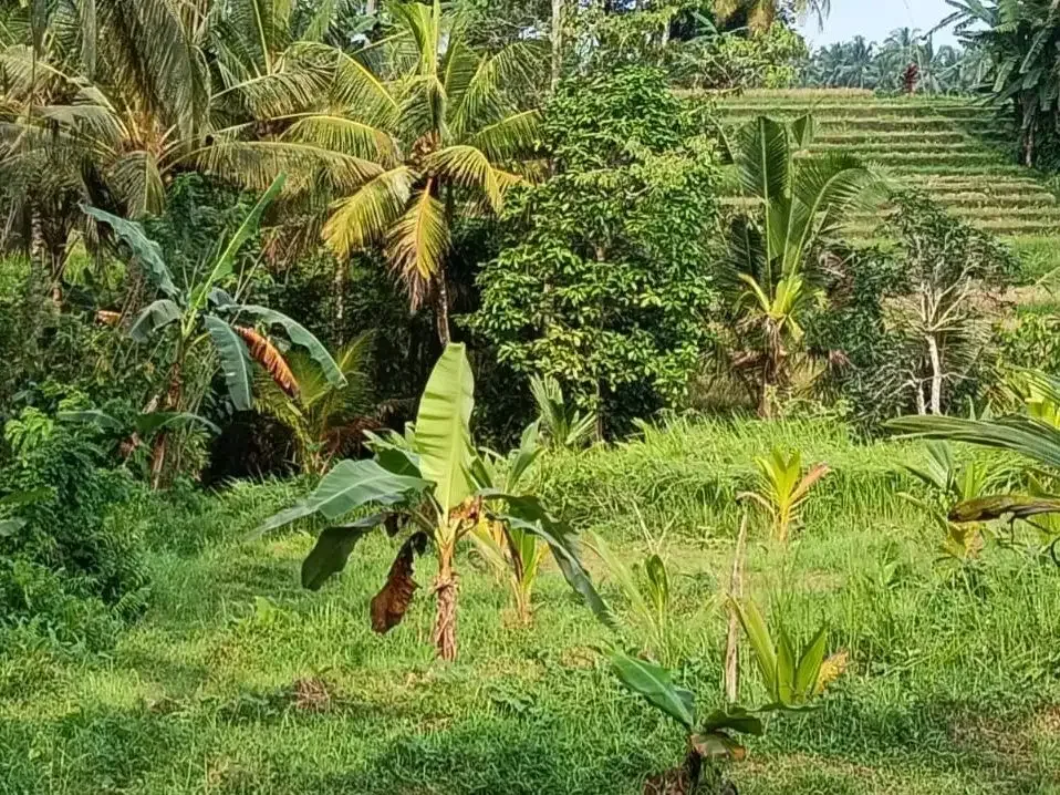 Dijual tanah kebun view sawah cantik dekat kota di bali - Image 7 of 10