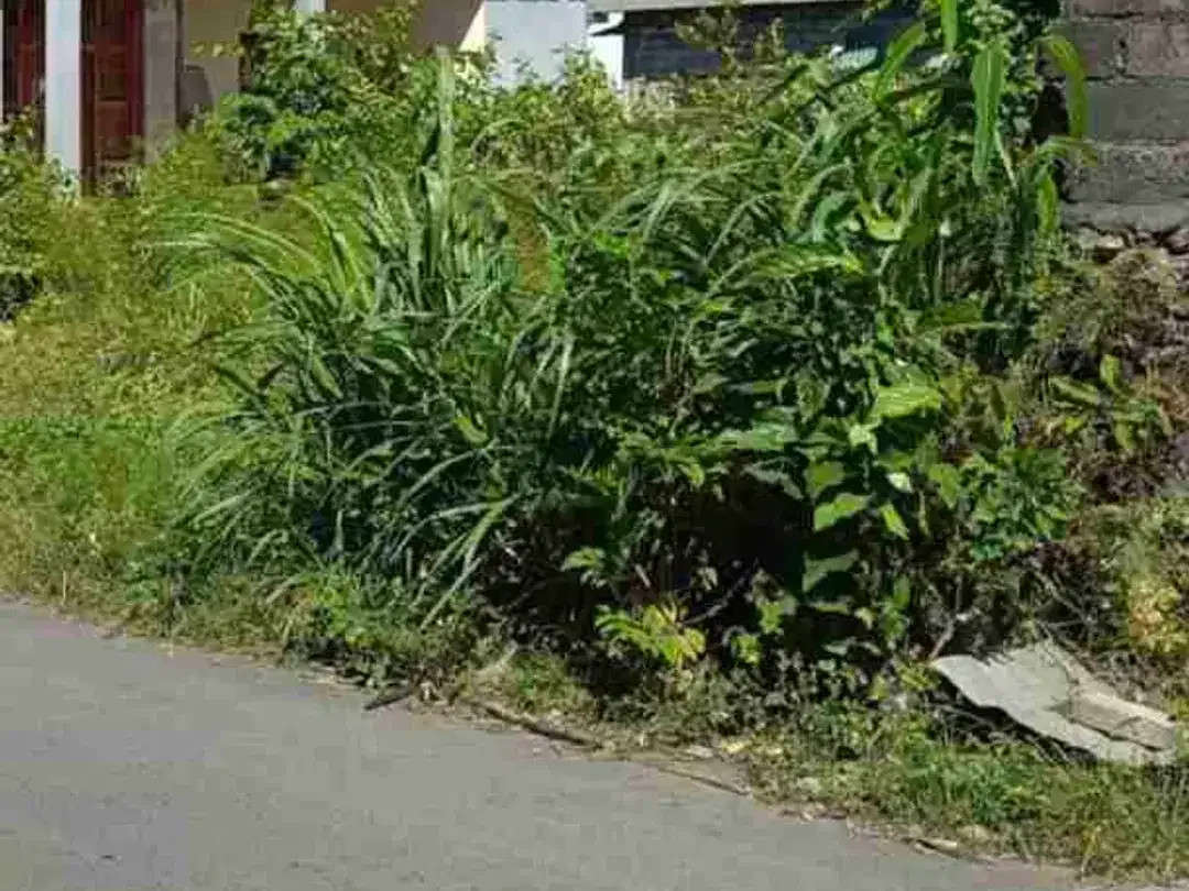 dijual tanah 2,32 are IDR 750 juta per are dikampus unud jimbaran Kuta Selatan Badung Bali - Image 3 of 6