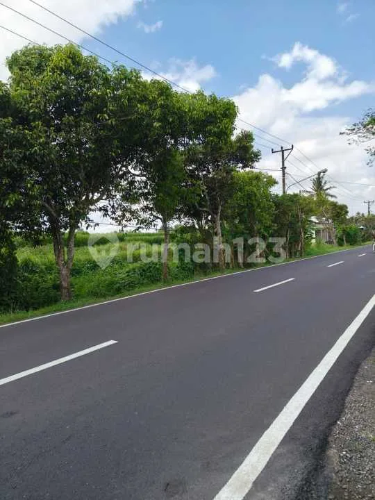 Tanah Pinggir Jalan Utama View Sawah & Pohon Kelapa di Blahkiuh - Image 2 of 4