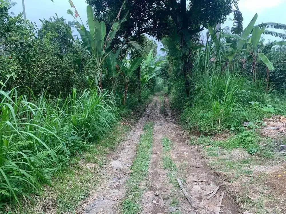 Dijual Tanah Kebun Produktif Lokasi Ubud - Image 3 of 3