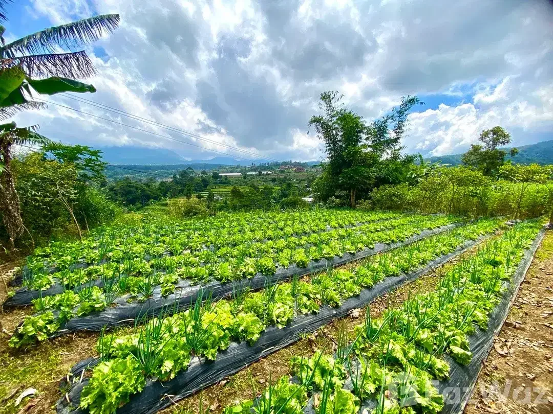 Land for sale in Baturiti, Bali - Image 3 of 6