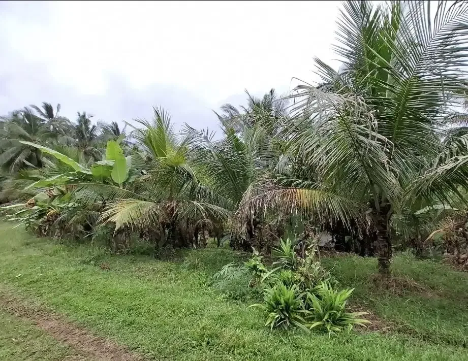 Dijual tanah kebun murah view sawah dan los sungai kecil di tabanan - Image 5 of 8