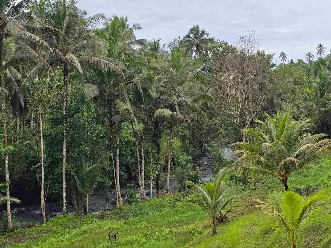 Dijual tanah los sungai dan vieq sawah murah di bali - Image 5 of 10