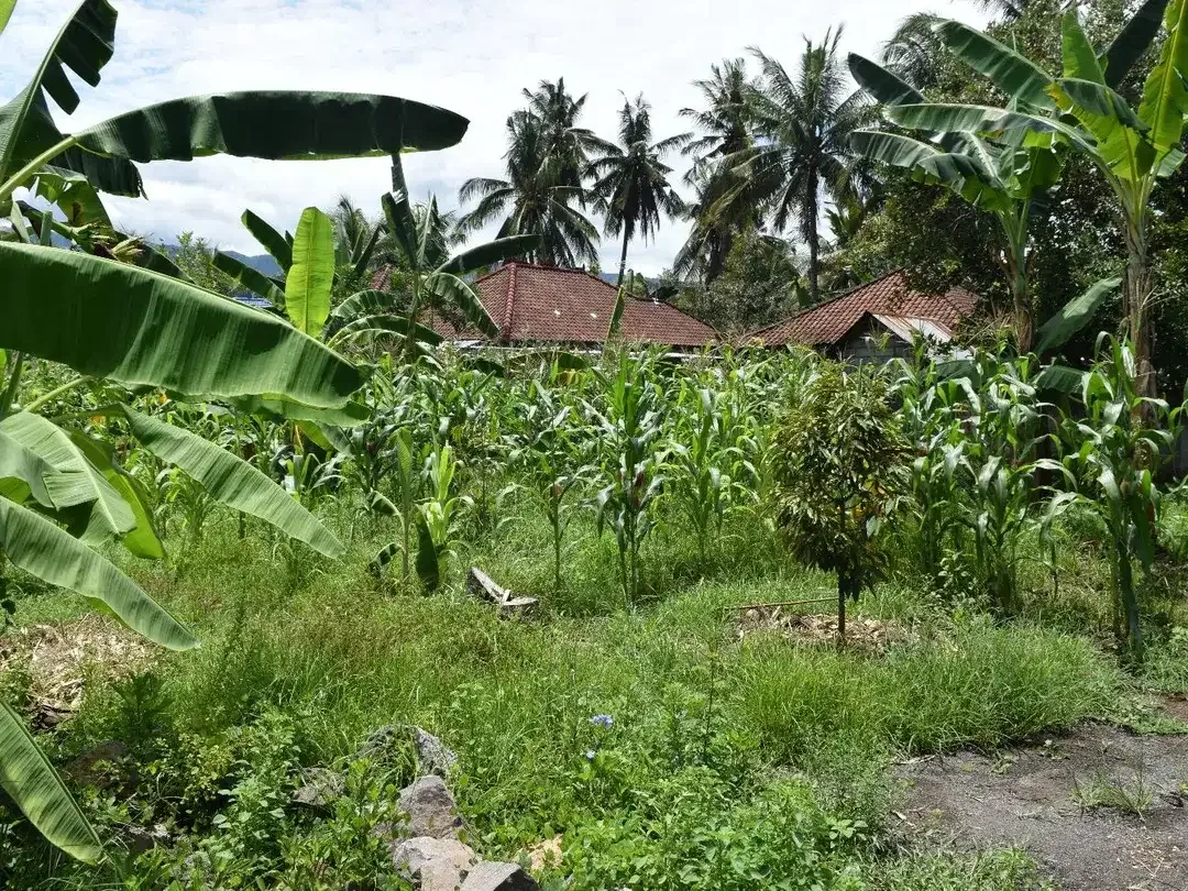 Dijual Tanah di Buleleng Dekat Pantai Lovina - Image 2 of 10