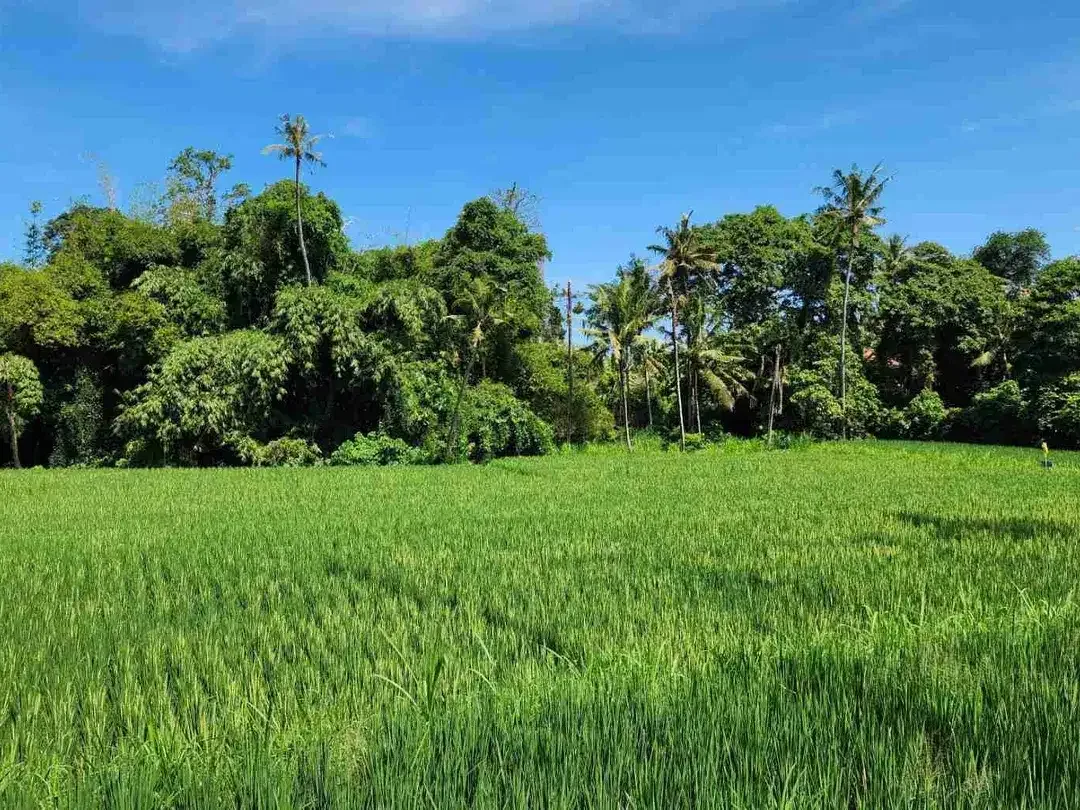Tanah Kavling View Sawah, Lokasi Strategis, @Pering, Blahbatuh, Gianyar dekat Denpasar & Sanur - Image 6 of 10