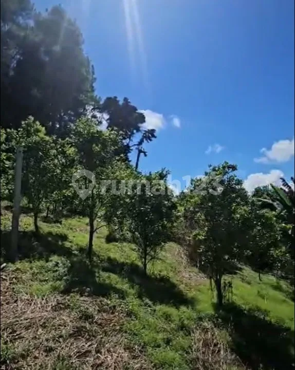 Tanah Murah View Gunung Batur Kintamani Bali - Image 2 of 4