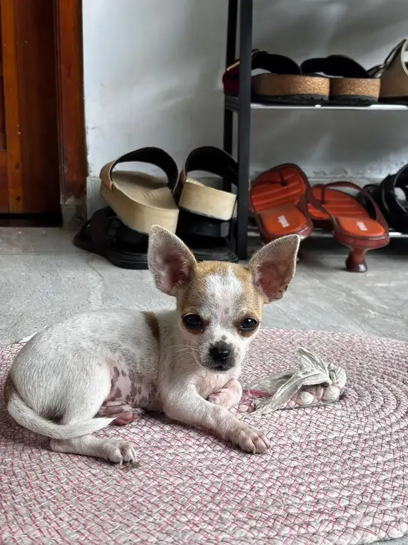 Chihuahua Jantan - Image 5 of 8