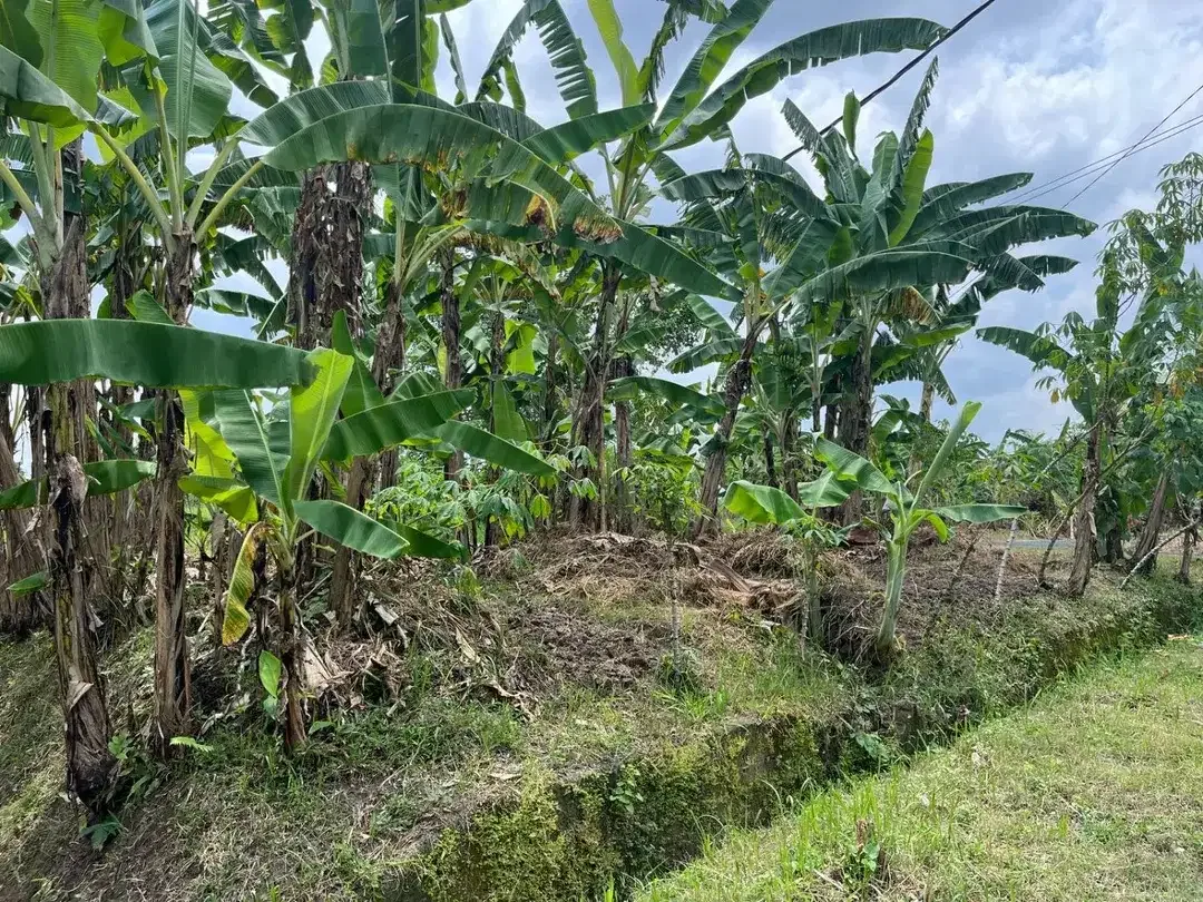 Dijual Tanah lingkungan tenang aman dan nyaman View Sawah dekat dengan kota Tabanan, sangat cocok untuk di bangun rumah,villa, maupun investasi. - Image 2 of 8