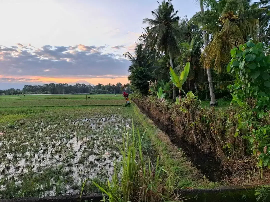 Dijual tanah kebun kelapa view sawah akses jalan propinsi di bali - Image 6 of 10