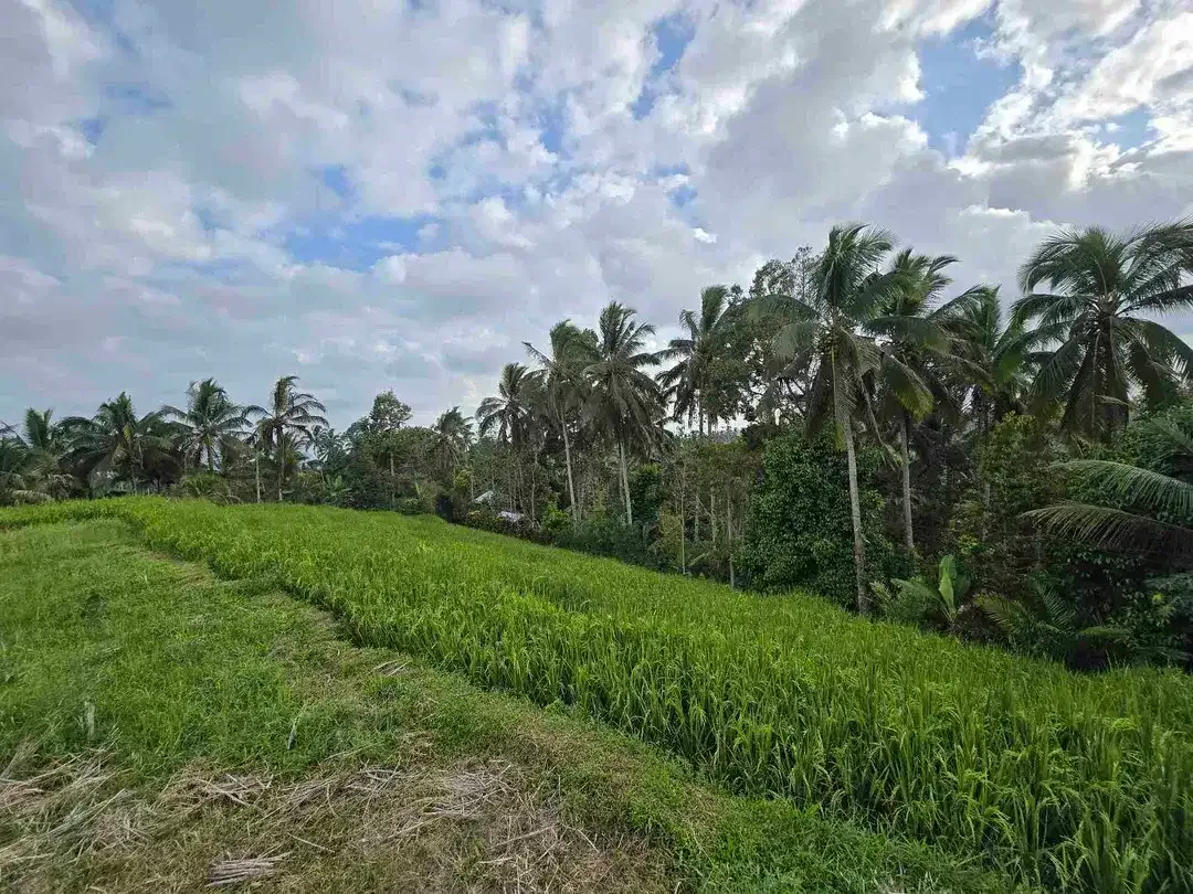 Dijual tanah kebun dan sawah view sawah dan lembah di tabanan bali - Image 2 of 10