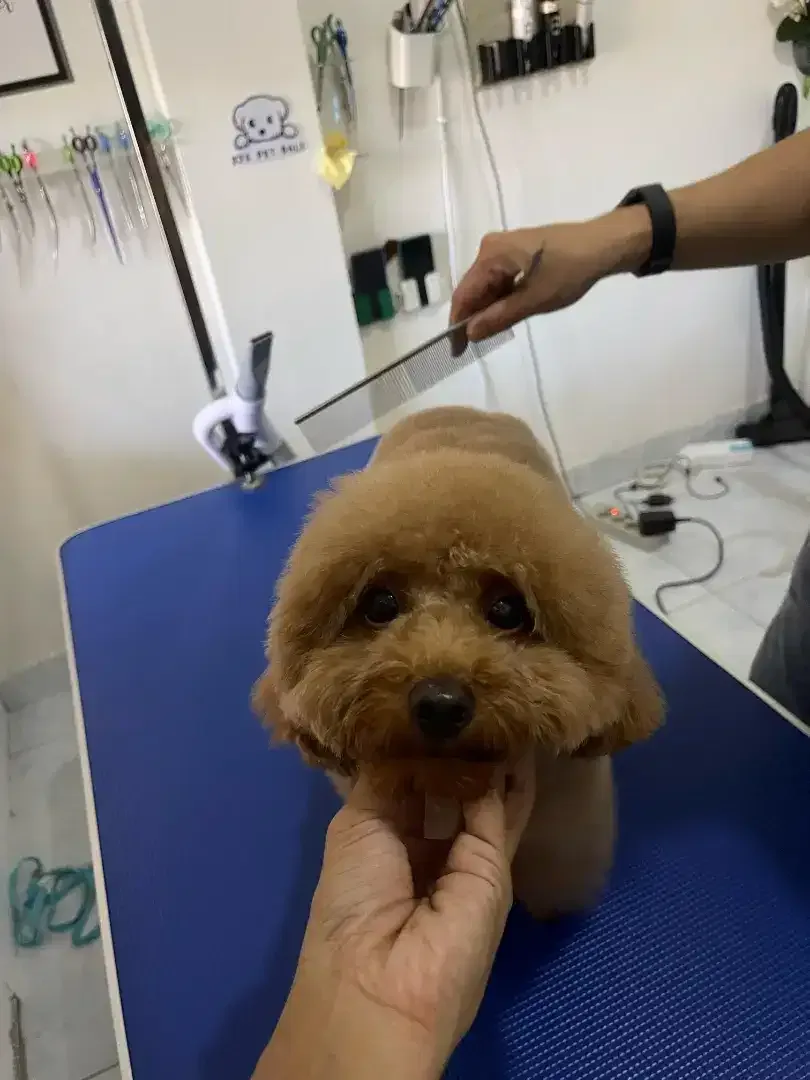 Pet grooming only dog - Image 3 of 10