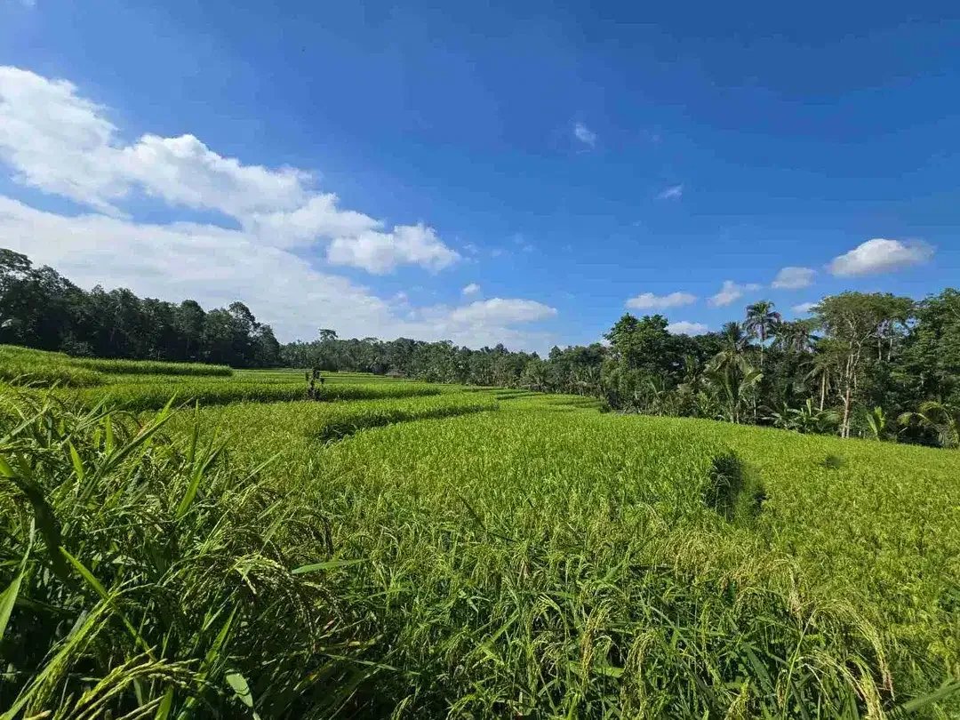 tanah luasan kecil sangat strategis di kawasan wisatasa di tabanan dengan view sawah terasering - Image 2 of 10