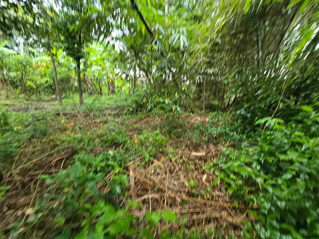 Dijual tanah murah view sawah dekat kota di tabanan bali - Image 4 of 10