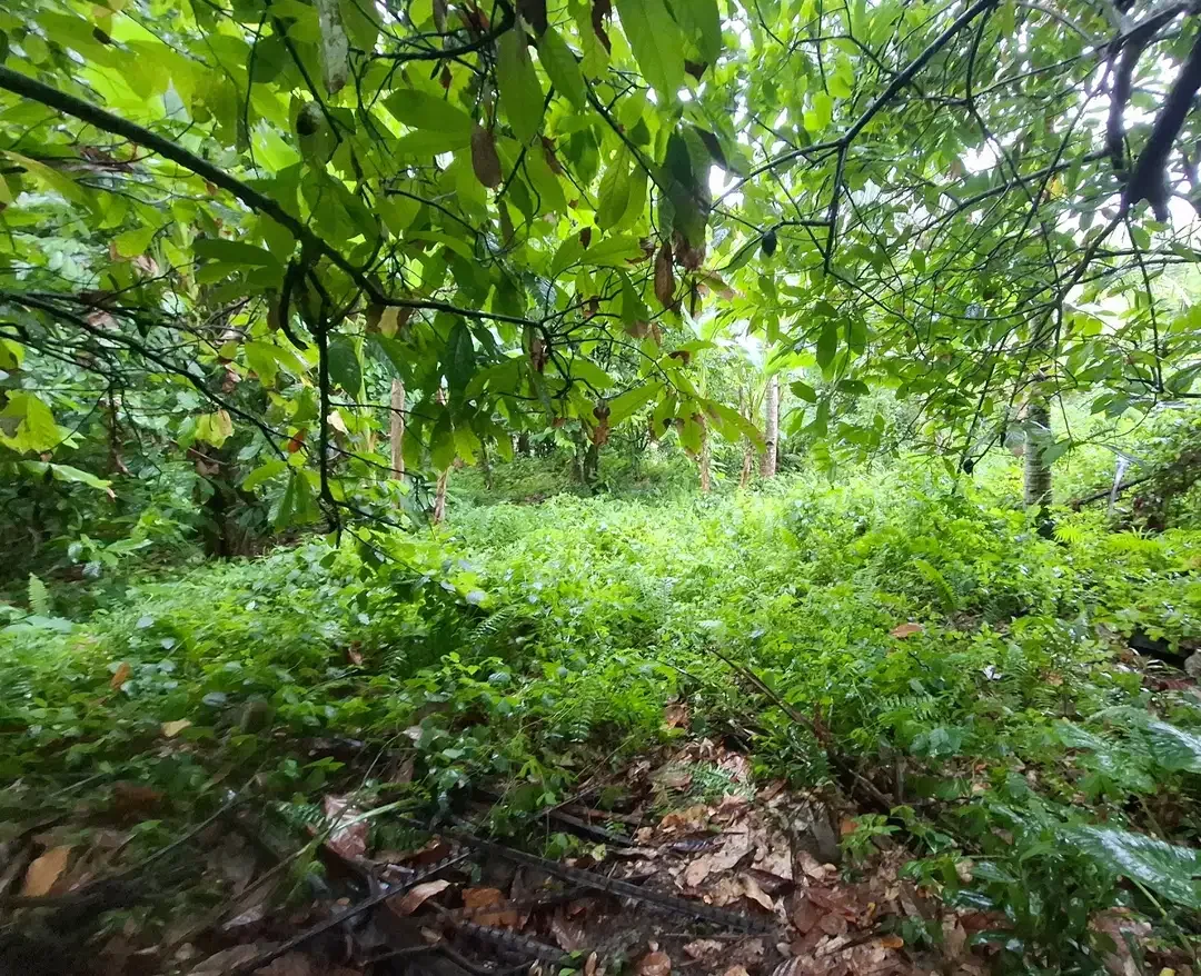 Dijual tanah dekat pantai surfing di medewi jembrana - Image 3 of 9