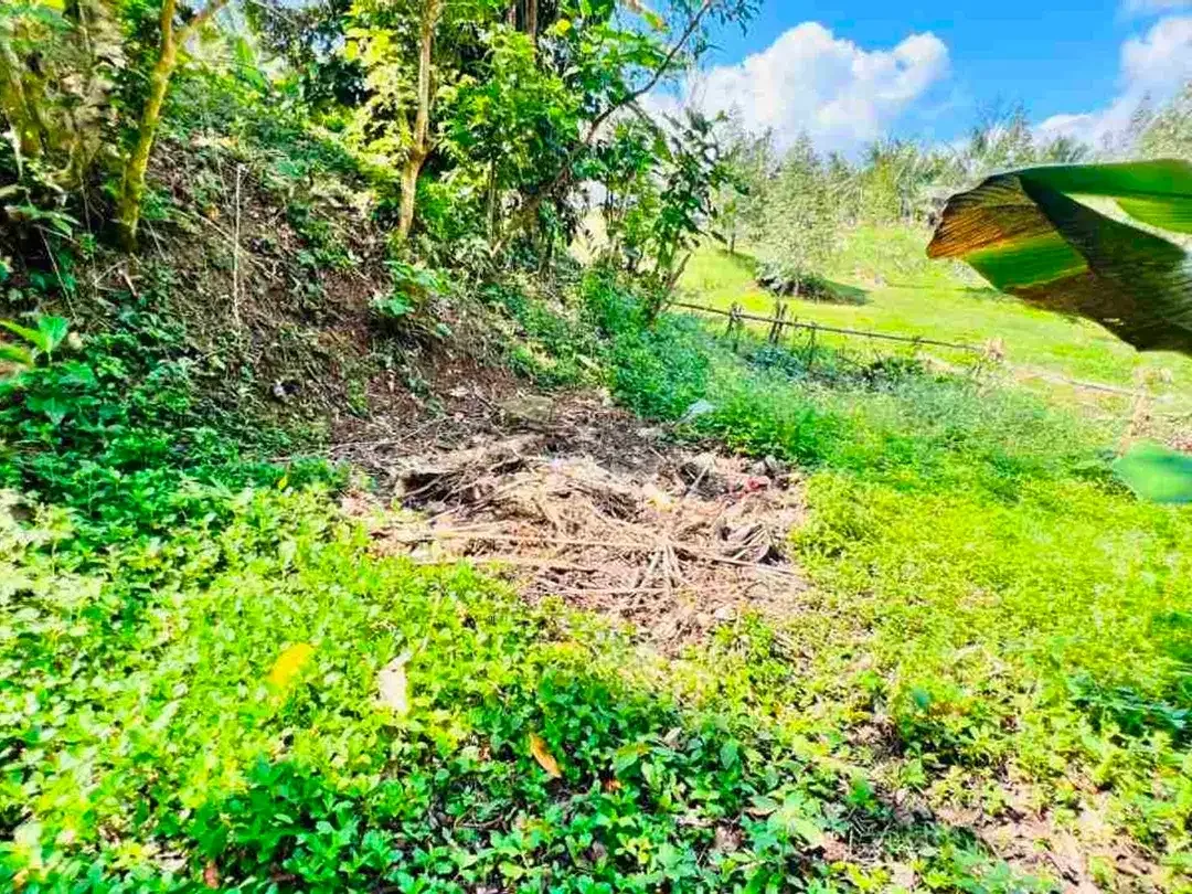 jual tanah dan rumah di desa wisata manikyang tabanan bali - Image 4 of 10